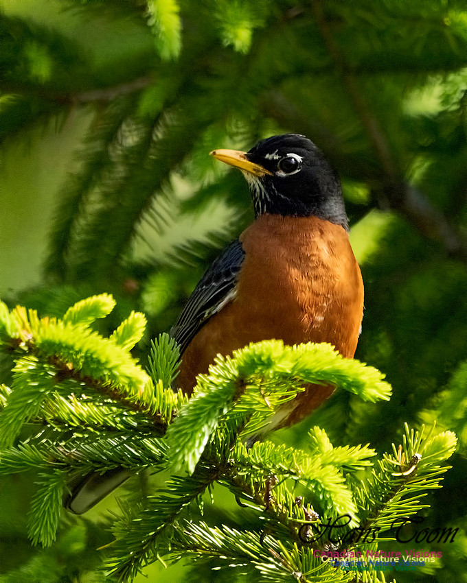 American Robin 200