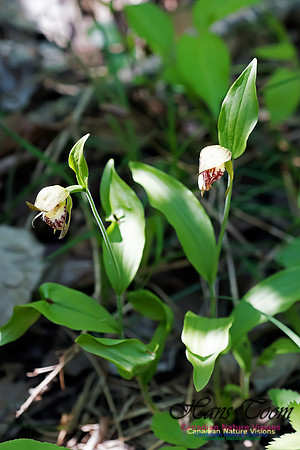Ram's Head Orchid