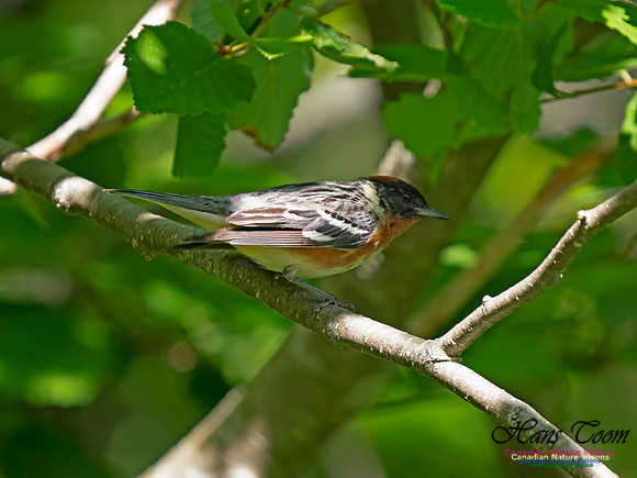 Bay-breasted Warbler 1