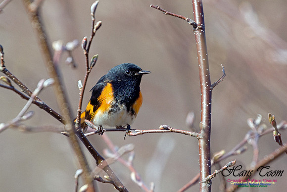 American Redstart 3