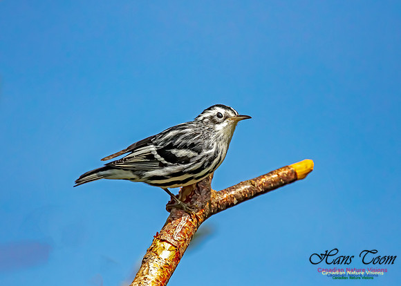 Black-and-White Warbler 201