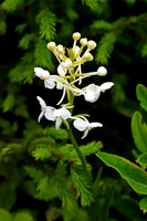 White Fringed Orchid