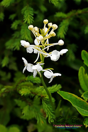 White Fringed Orchid