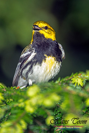 Black-throated Green Warbler