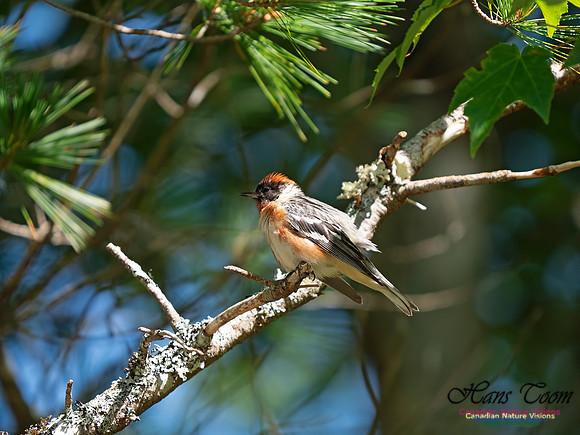 Bay-breasted Warbler 4