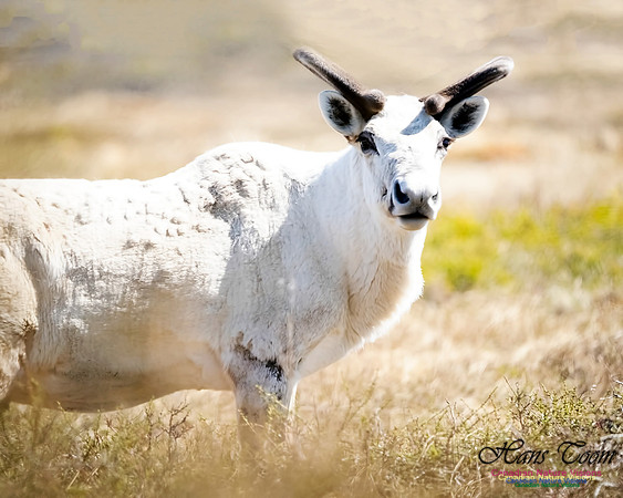 Caribou 102