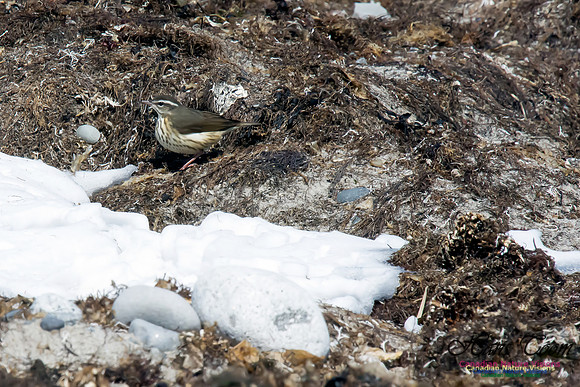Louisiana Waterthrush