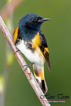 American Redstart