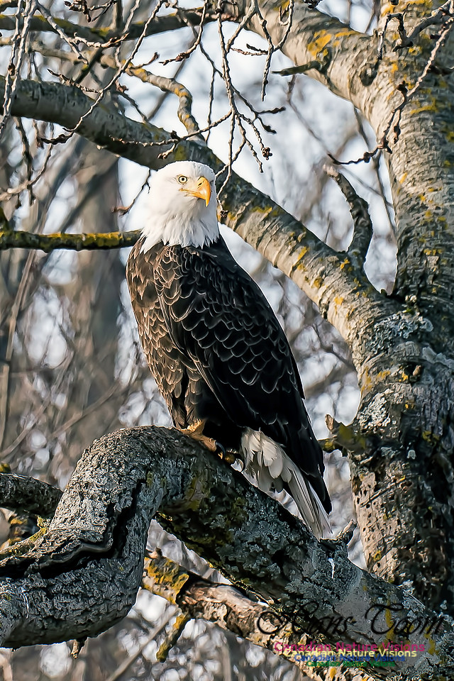Bald Eagle