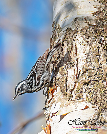 Black-and-White Warbler 3