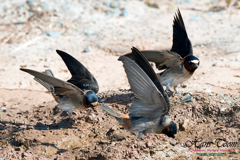 Cliff Swallow