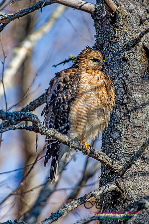 Red-shouldered Hawk 702