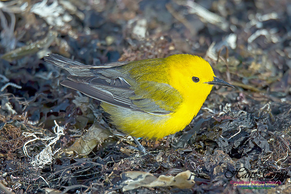 Prothonotary Warbler 7