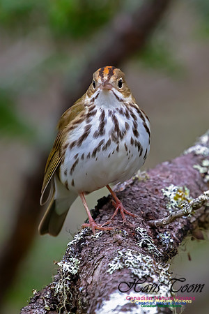 Ovenbird 1