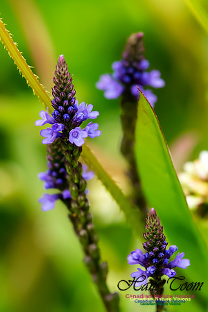 Blue Vervain