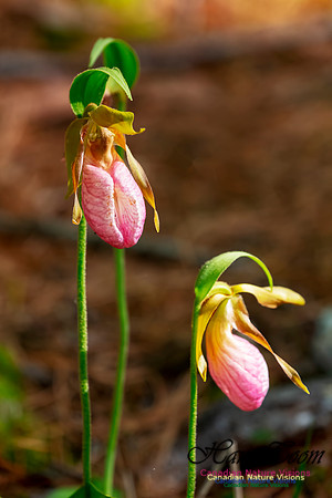 Pink Lady's Slipper Orchid 204