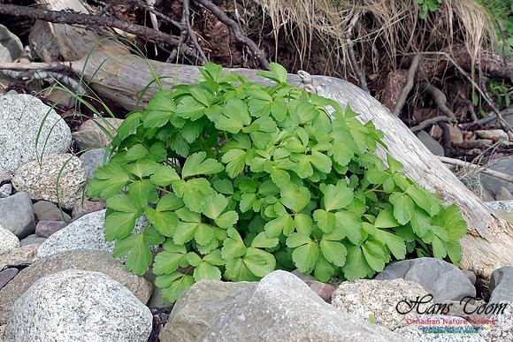 Scotch Lovage