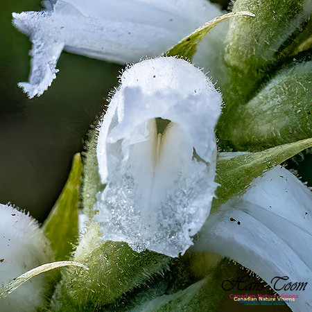 Yellow Lady's Tresses Orchid 301
