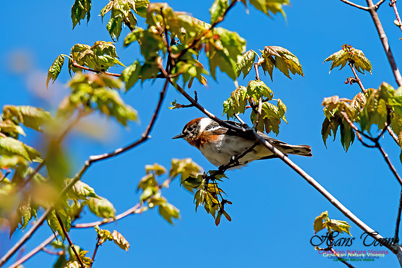 Bay-breasted Warbler