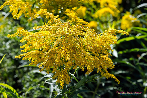 Goldenrod