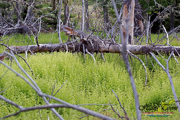 Fern Understory