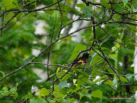 American Redstart 400