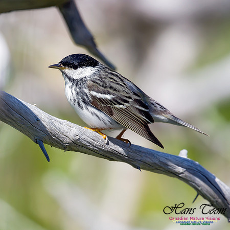 Blackpoll Warbler 13