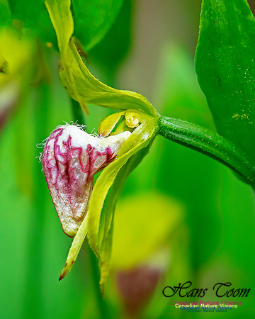 Ram's Head Orchid 123