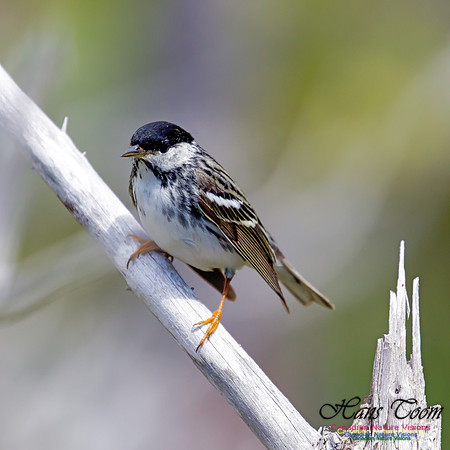 Blackpoll Warbler 2