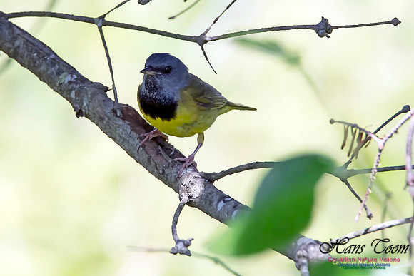 Mourning Warbler