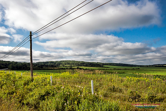 Pastoral Scene