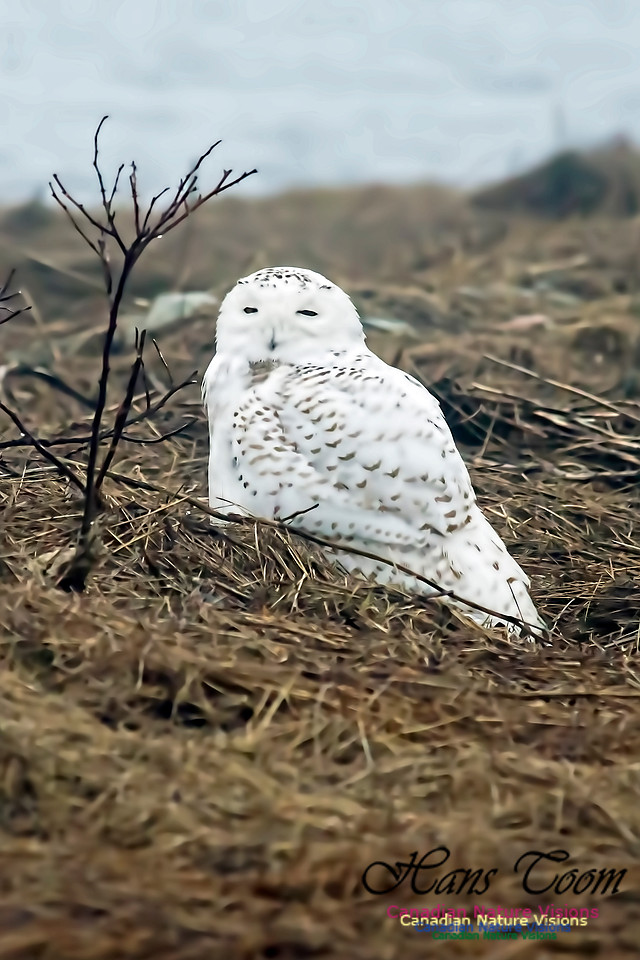 Snowy Owl