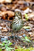 Hermit Thrush
