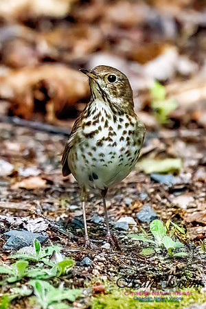 Hermit Thrush 750