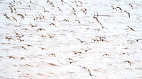 Evangeline Beach Shorebirds