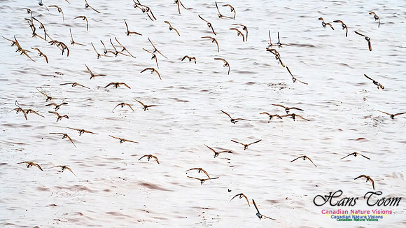 Evangeline Beach Shorebirds 2025 100