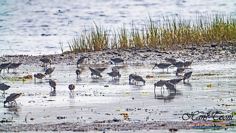 Short-billed Dowitcher 200