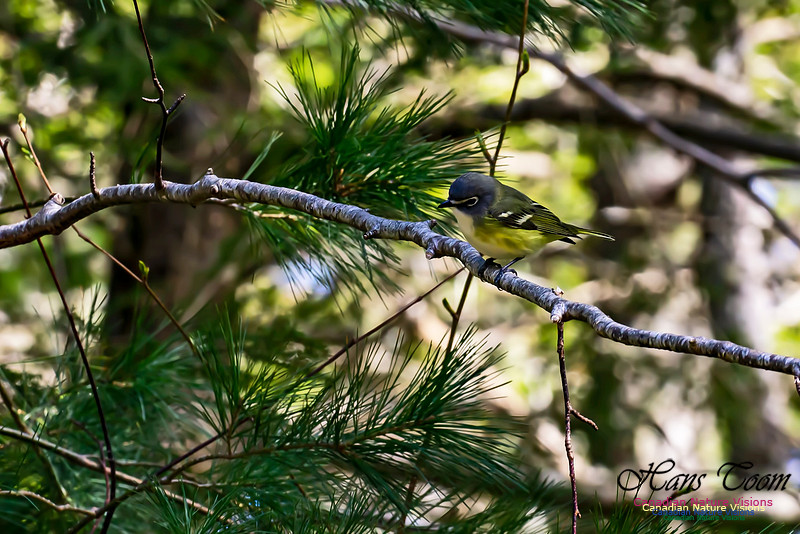 Blue-headed Vireo 102