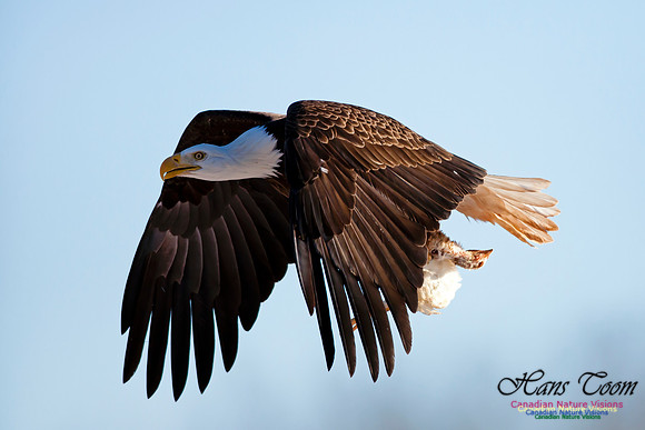 Bald Eagle