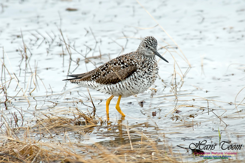 Lesser Yellowlegs