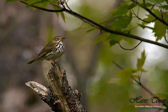 Ovenbird