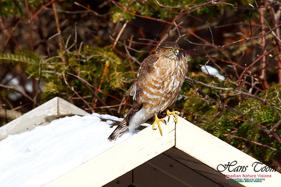 Sharp-shinned Hawk