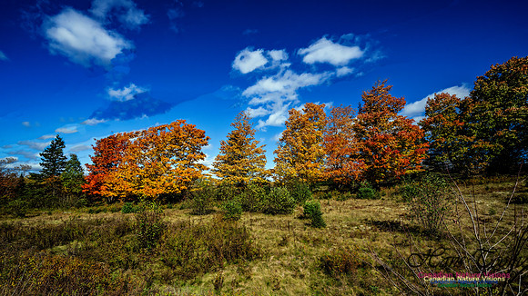 Last Fall Colours of 2024 107