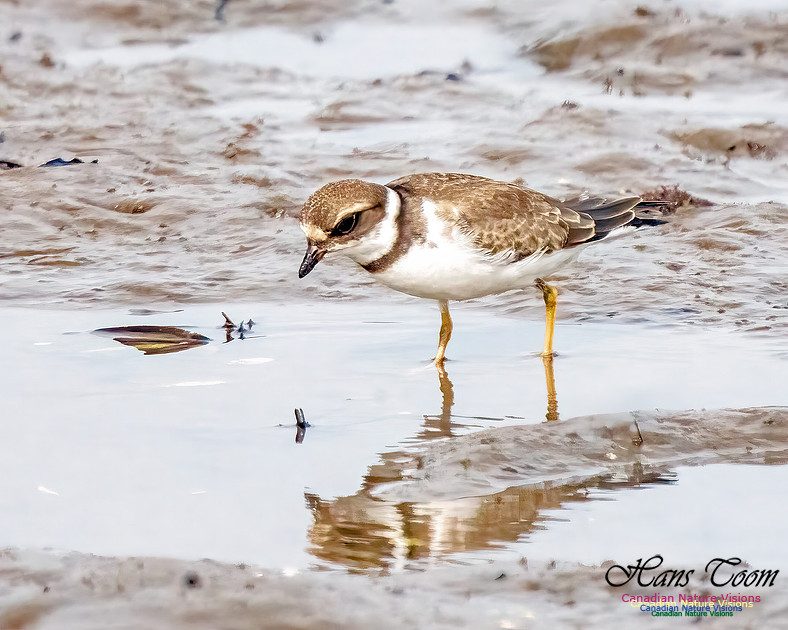 Semipalmated Plover 355