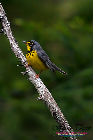 Canada Warbler