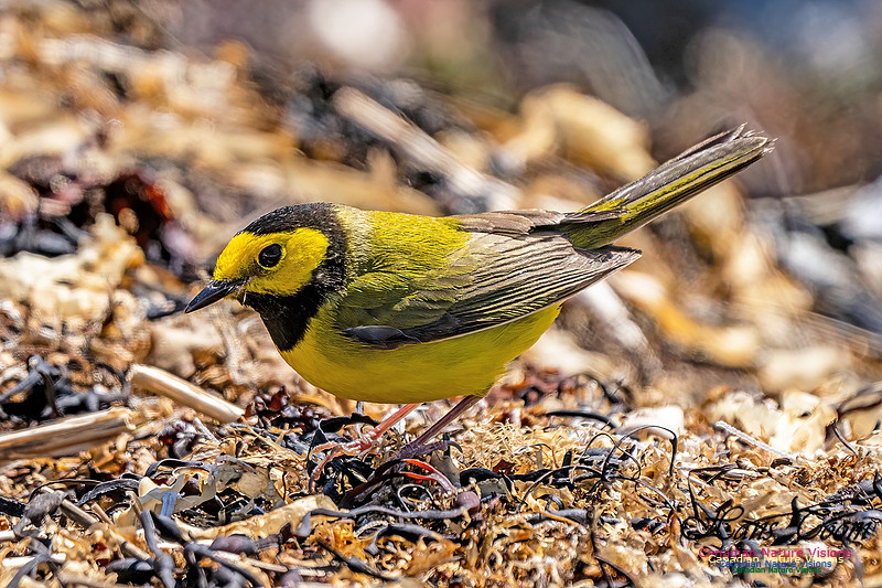 Hooded Warbler 707