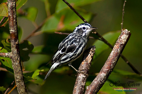 Black-and-White Warbler