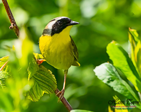 Common Yellowthroat 500