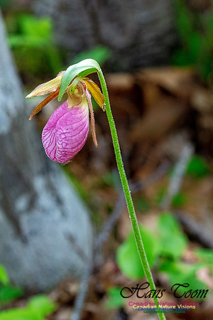 Pink Lady's Slipper Orchid 202