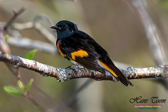 American Redstart